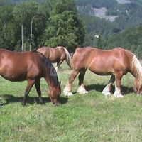 Mes chevaux