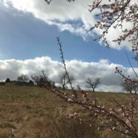 La Fleure de Quinsac