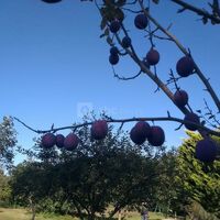 Domaine Oustau Cassou