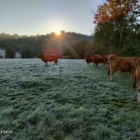 La Ferme Aux Limousines d'Urfé