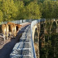 La Ferme Aux Limousines d'Urfé