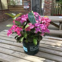 Fleurs