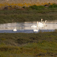 Les cygnes aux alentours