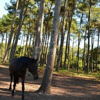 La forêt qui entoure le domaine