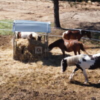 Vue sur les chevaux depuis les roulottes