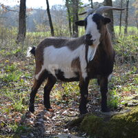 Animaux