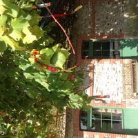 La Cour des Montys
