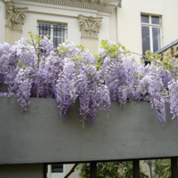 La Maison Cardon