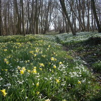 Le printemps