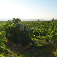 Domaine Viret