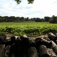 Vue sur les vignes du domaine