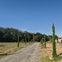 Allée de cyprès