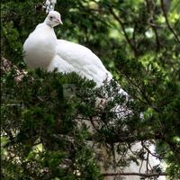 La surprise du parc