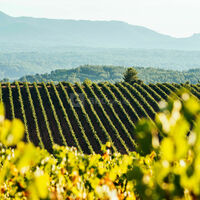 Domaine viticole