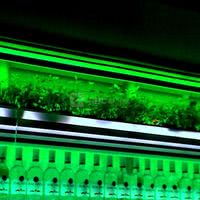 Mojito Lab