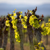 Vue sur les vignes