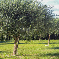 Jardin ,1000m²