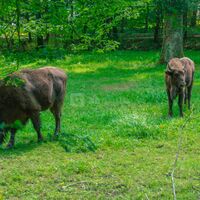 Parc Animalier des Bisons