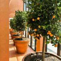 Nos orangers