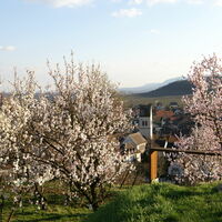 Centre le Mittel