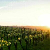 Vignes environnantes pour vos balades digestives