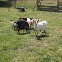 Château de la Brosse