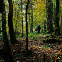 Forêt 2