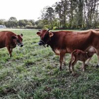 Ferme