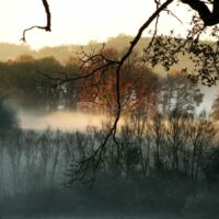 Forêt