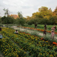 Jardin Floral