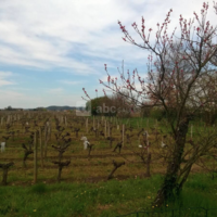 Les Vignes