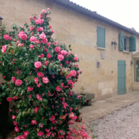 Les Vignes