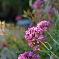 Fleurs