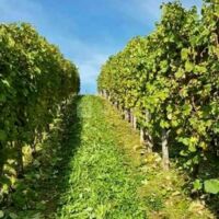 Domaine Bazaillacq