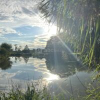 L'etang