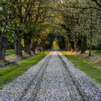 Allée d'acacia