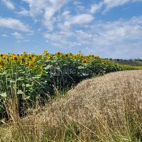 Champ de tournesol