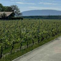Environnement extérieur, vignes