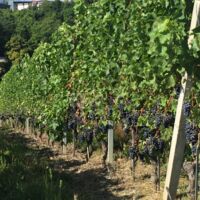 Environnement extérieur, vignes