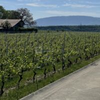 Environnement extérieur, vignes
