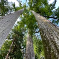 Sequoias centenaires