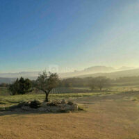 Vue sur chanps de lavande