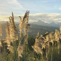 Domaine AARI ONA