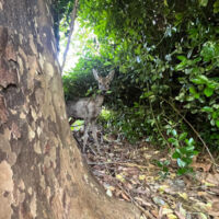 En lisière de forêt, les faons, biches, lièvres, passent devant la terrasse ou sur le parc