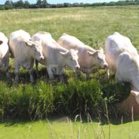 Les marais et ses élevages de bovins