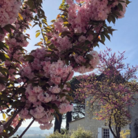 Château Hostens-Picant