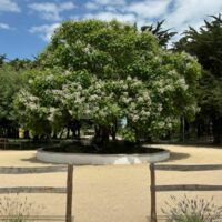 Le catalpa de la Chevallerie