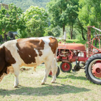 Les Gîtes du Mas Suéjol