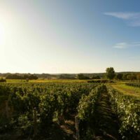 Les vignes du Chateau