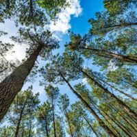 Bonjoursauvage Seignosse